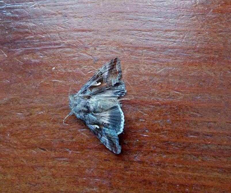Trichoplusia ni? No, Autographa gamma